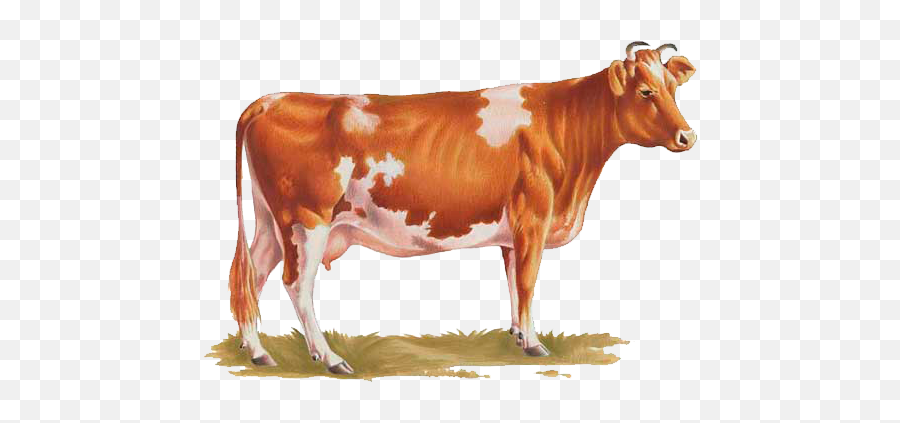 Cow Png Indian Images Clipart - Transparent Background Cattle Png,Cattle Png