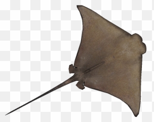 Cownose Ray Stingray Png Clipart