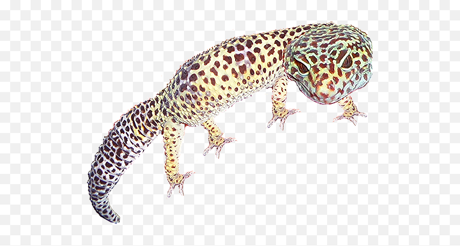 Reptile Parties Uk Wildlive - True Geckos Png,Leopard Gecko Png