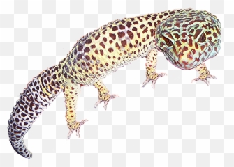 Reptile Parties Uk Wildlive - True Geckos Png,Leopard Gecko Png