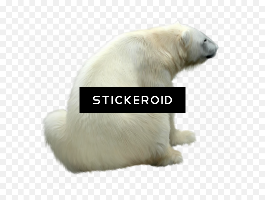 Download Polar White Bear - Polar Bear Png Image With No Polar Bear,Polar Bear Png