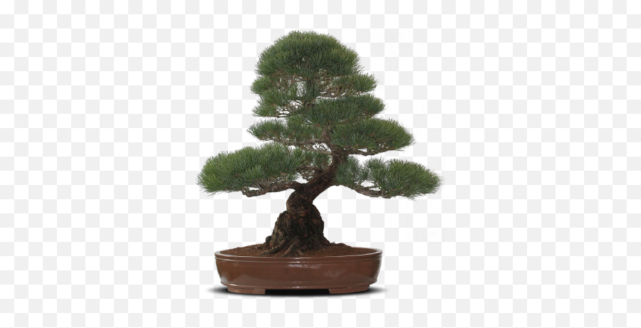 Home - Bonsai Tree Tree Showpiece Png,Bonsai Tree Png