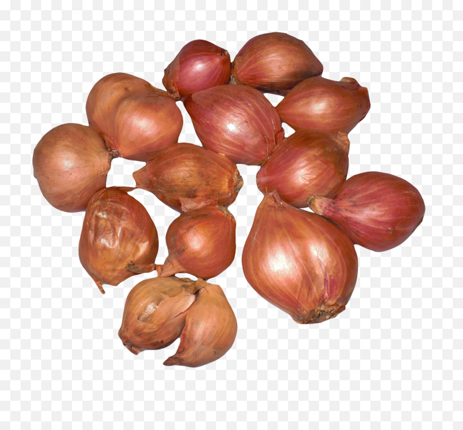 Download Onion Shallots Png Image - Shallot Png,Onion Png