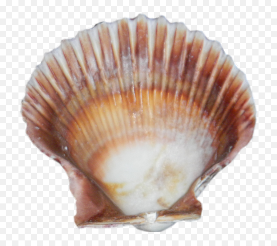 Png Images - Sea Shell Png,Sea Shell Png