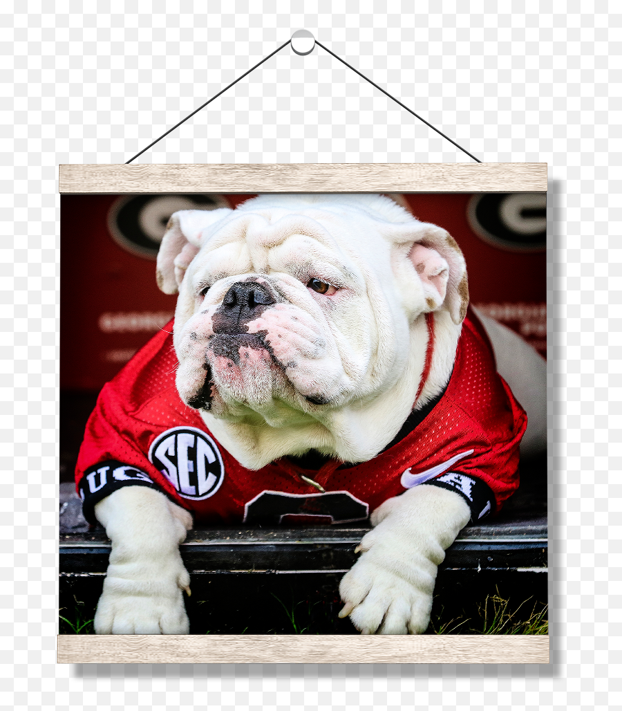 Georgia Bulldogs - Uga Chillinu0027 Uga X Png,Bulldog Icon