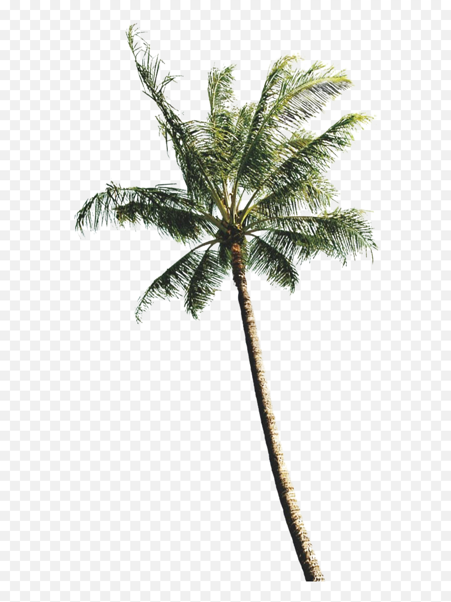 Green Palm Tree Png Clipart Background - Real Coconut Tree Png,Palm Tree Clipart Png