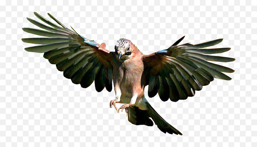 Jay Bird Flying Transparent Background - Flying Bird Png Background,Bird Flying Png