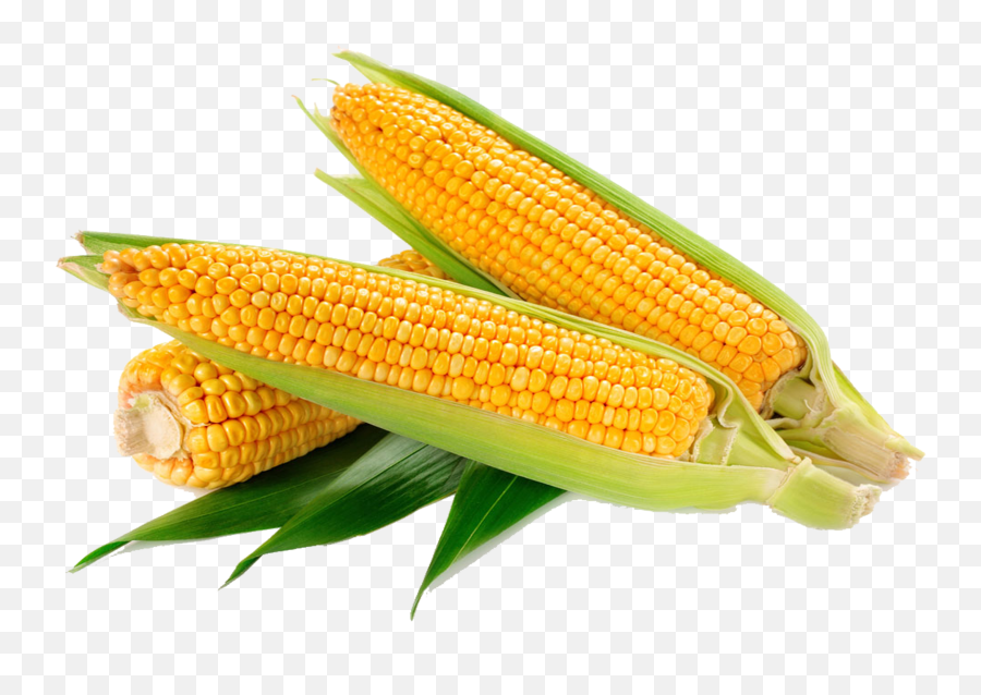 Waxy Corn Vegetable Crop Food Sweet Png Transparent