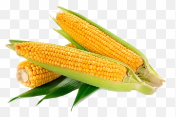 Waxy Corn Vegetable Crop Food Sweet Png Transparent
