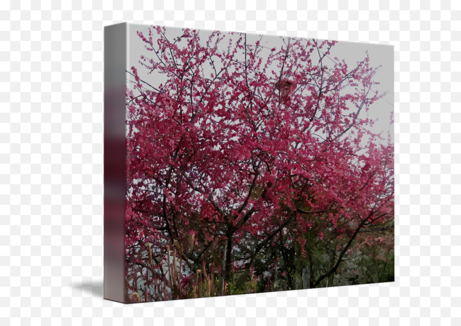 Cherry Blossom Tree By Lanjee Chee - Cherry Blossom Png,Cherry Blossom Tree Png