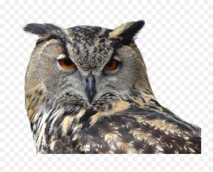 Owl Bird Png Image - Transparent Background Owl Png,Owl Transparent
