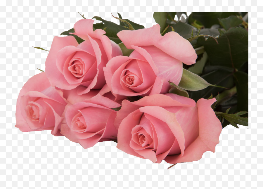 Ace Pink - Subati Group Rose Ace Pink Png,Pink Petals Png