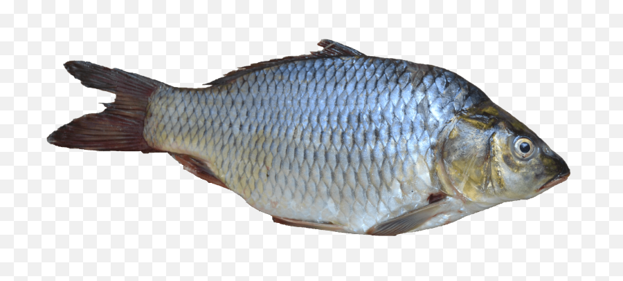 Fish Png Photo Transparent Free Download - Fish That Penguins Eat,Fish Png Transparent