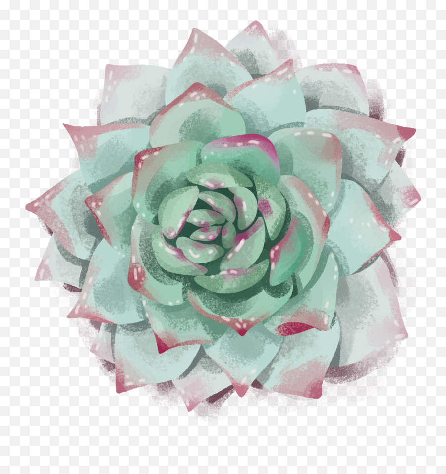 Succulent By Katerina Putilova - Garden Roses Png,Succulent Png