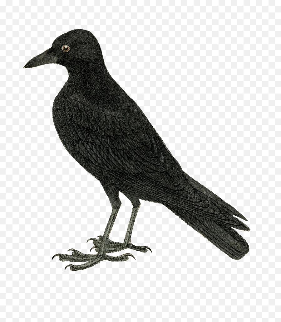 Download Halloween Crow Vector Free Transparent Image - Crow Black Bird Cartoon Free Png,Crow Transparent