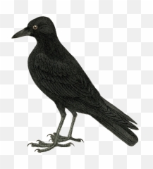 Download Halloween Crow Vector Free Transparent Image - Crow Black Bird Cartoon Free Png,Crow Transparent