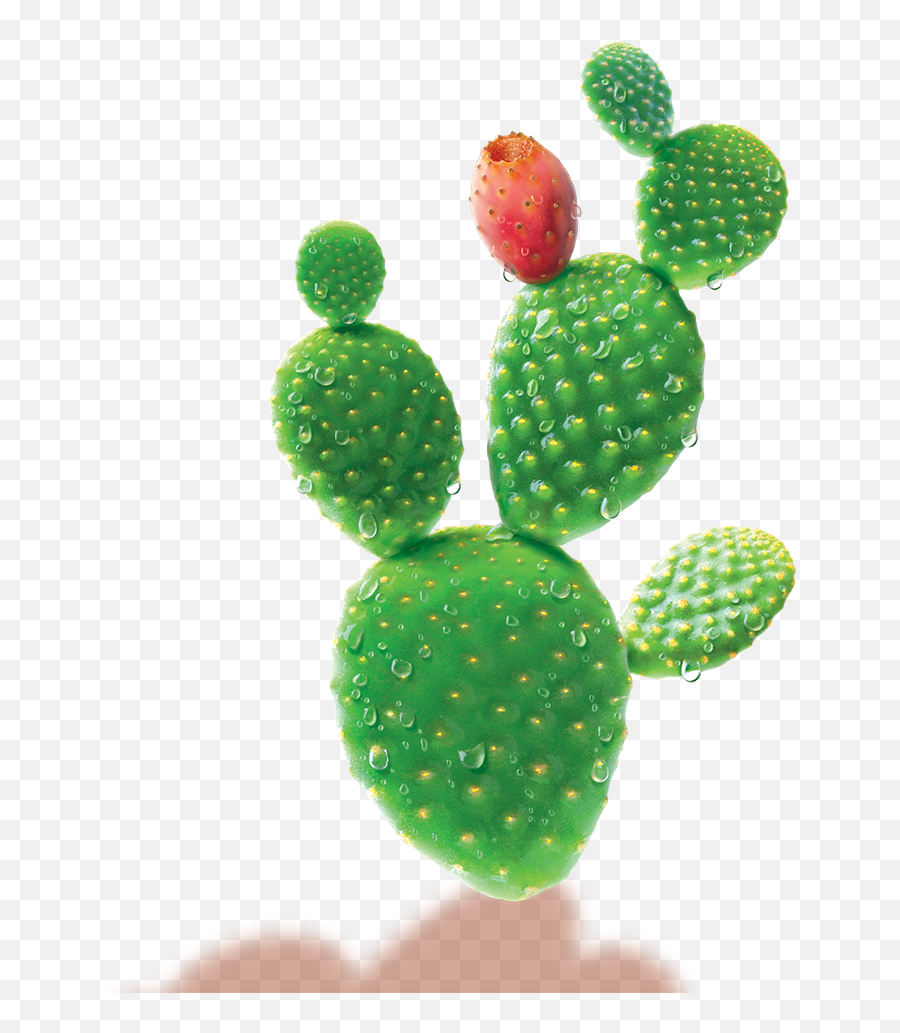 Science - Cactus Water Png,Nopal Png