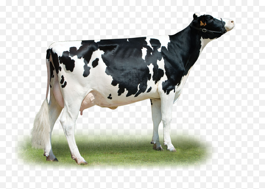 Timberland - Dairy Cow Png,Timberland Png