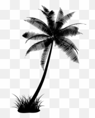 Black Coconut Tree Transparent - Png