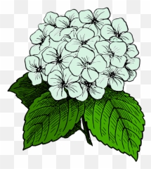 Download Free Png Hydrangea - Hydrangea Clipart,Hydrangea Png