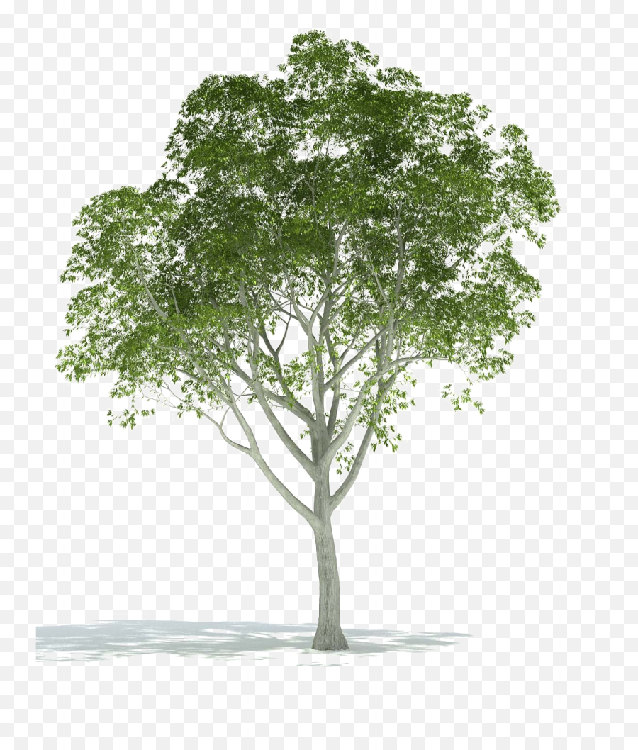 Realistic Tree Png Image Background - Trees For Architectural Rendering,Trees Background Png