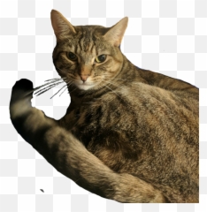 Hotel Mario - Domestic Cat png