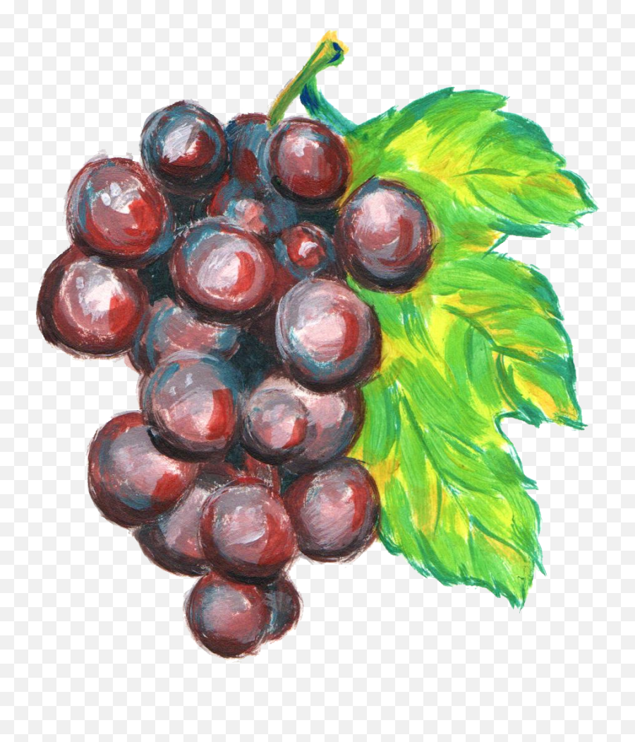 Grape Png - Grape Watercolor Transparent,Grapes Transparent Background