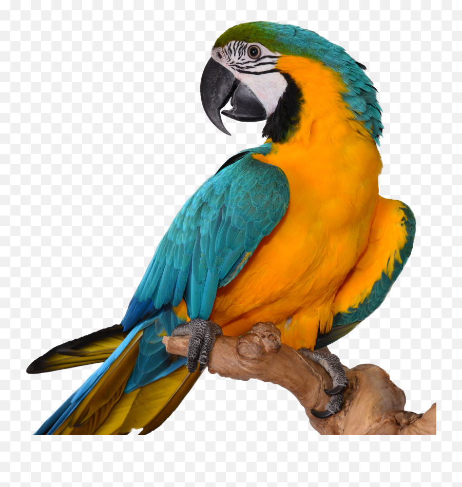 Macaw Transparent Image - Repeat After Me Parrot Png,Macaw Png