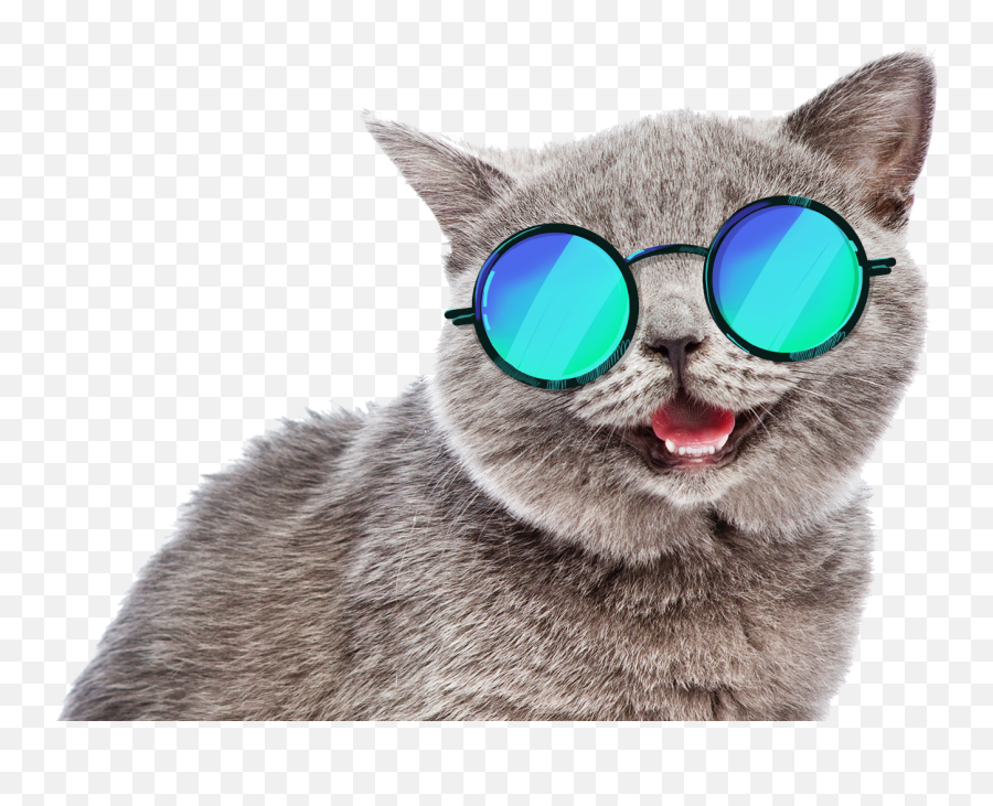 Hd Summer Cat Meme Png Download - Funny Cat Face Png,Meme Pngs