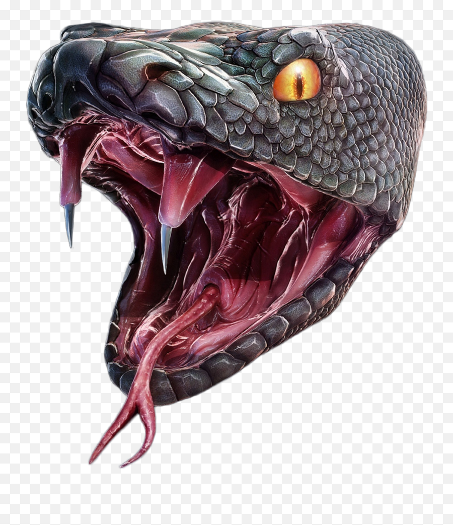 Download Snake Head Png - Snake Head Png,Snake Head Png