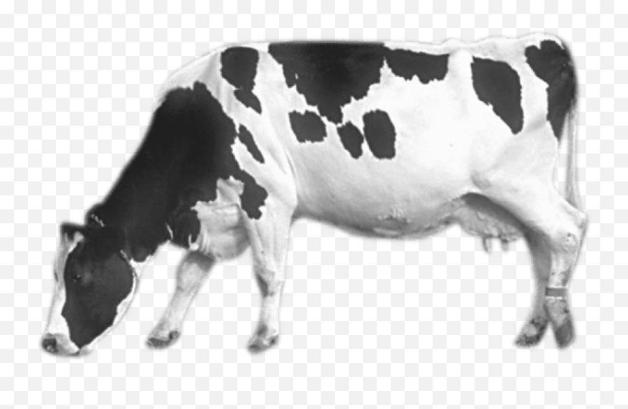 Free Transparent Png Images - Cow Eating,Cattle Png