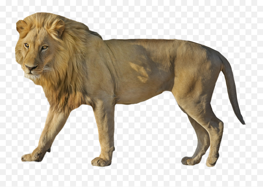 Lion Wildcat Standing Png Image - Beautiful Png Lion Hd,Wildcat Png