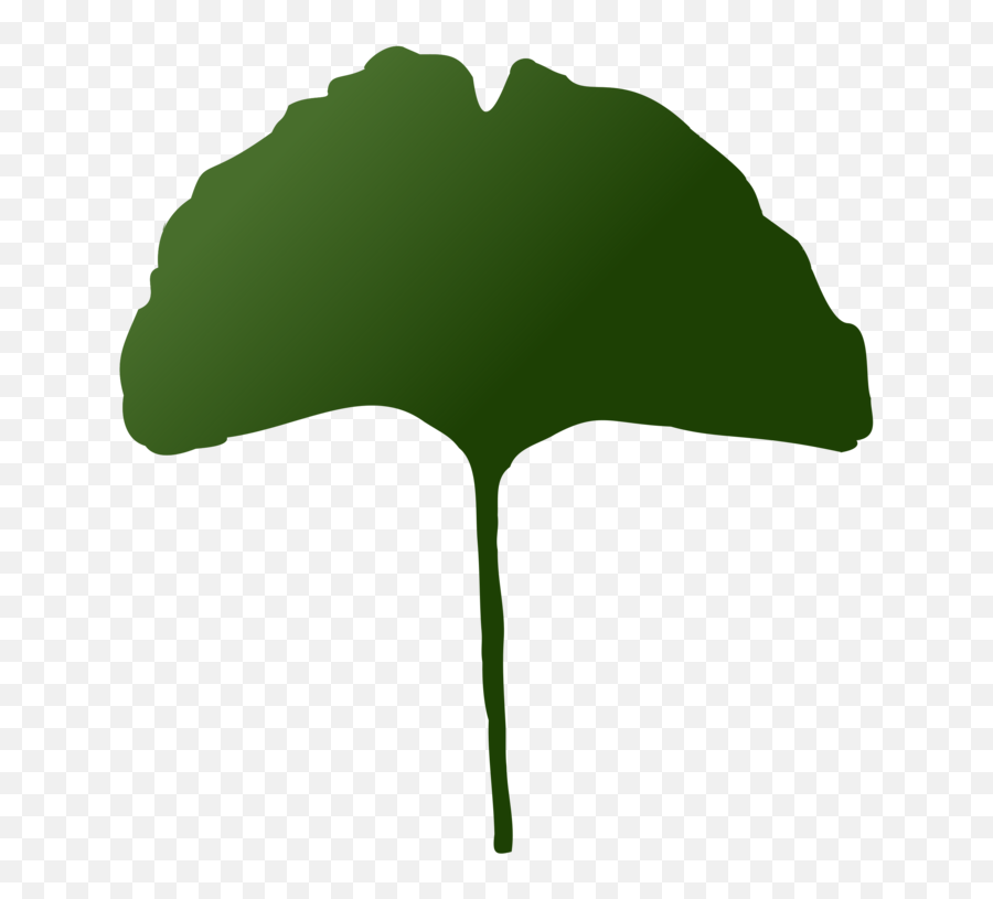 Plantleaftree Png Clipart - Royalty Free Svg Png Maidenhair Tree,Palm Tree Vector Png