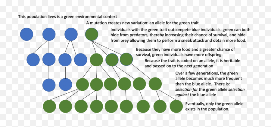 Chapter 12 Evolution U2013 Human Biology - Dot Png,Natural Selection 2 Icon