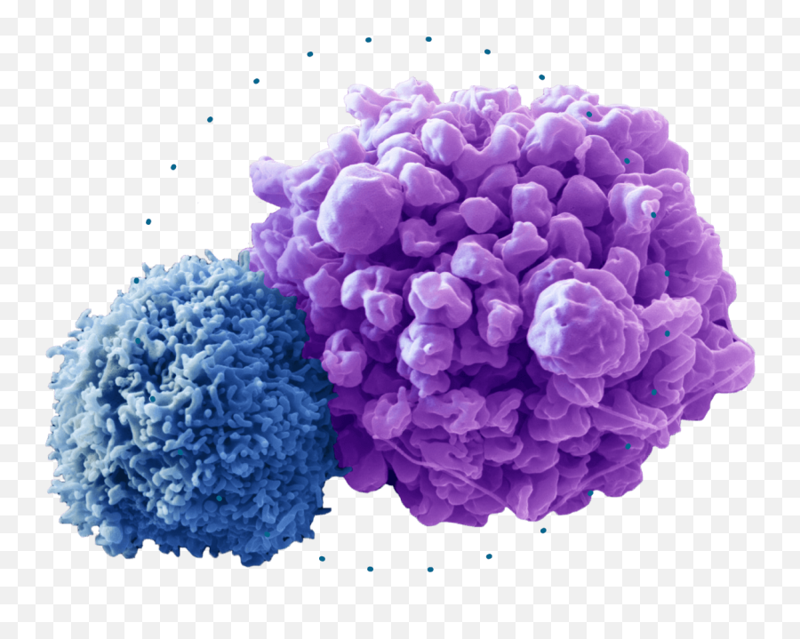 Kite Pharma Changing The Way Cancer Is Treated - Cancer Natural Killer Cell Png,Mail Kite Icon