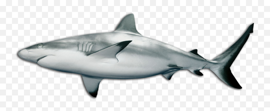 Shark Png - Shark Png,Shark Clipart Transparent Background