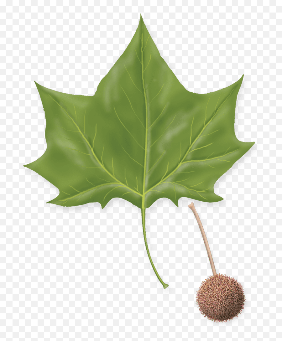 London Planetree Tree Montgomery - Plane Trees Png,Tree Leaf Icon