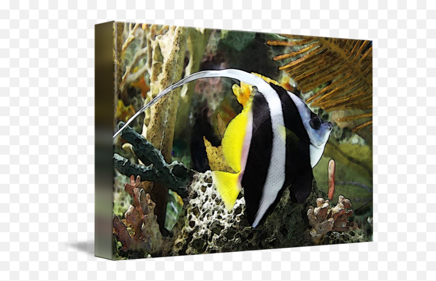 Angel Fish Swimming By Preston - Coral Reef Fish Png,Fish Swimming Png
