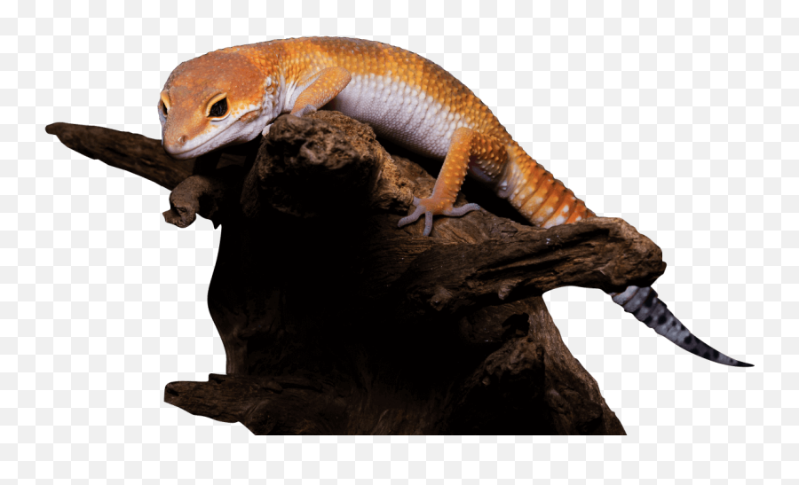 The Best Exotic Reptile Shows In Usa - Exotic Reptile Png,Reptiles Png