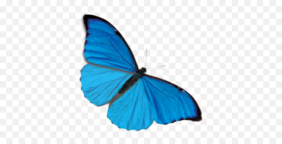 Butterfly - Blue Butterfly Transparent Background Png,Blue Butterfly Transparent Background
