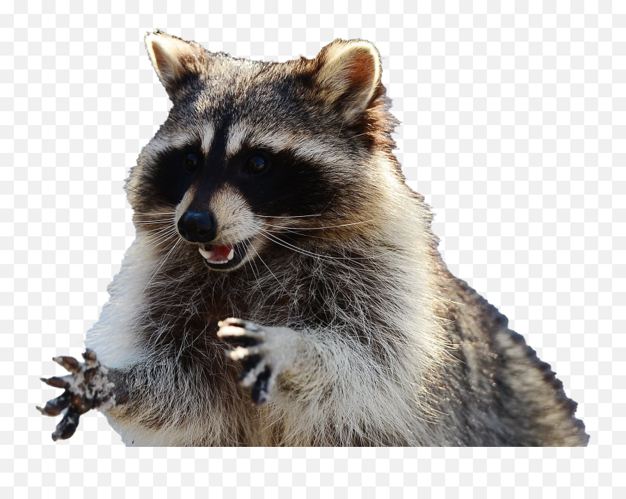 Raccoon Background Png Image Play - Zombie Raccoon,Raccoon Png