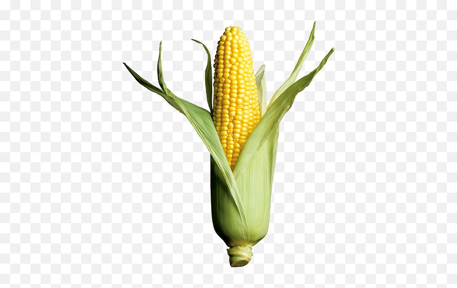 Corn Yellow Png Clipart Images - One Corn,Corn Transparent