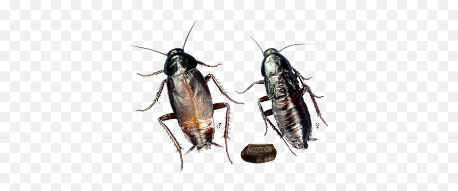 Oriental Roach Control Tips How To Prevent - Oriental Cockroach Vs Waterbug Png,Roach Png