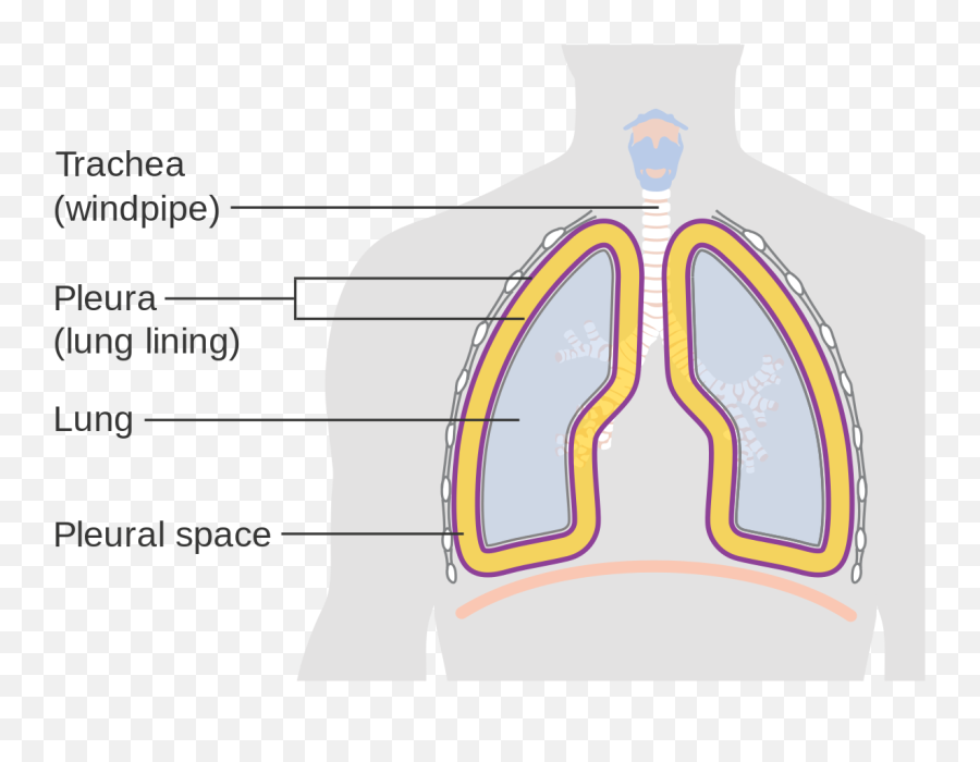 Download Diagram Showing The Lining Of Lungs Cruk - Parietal Pleura Png,Lungs Png
