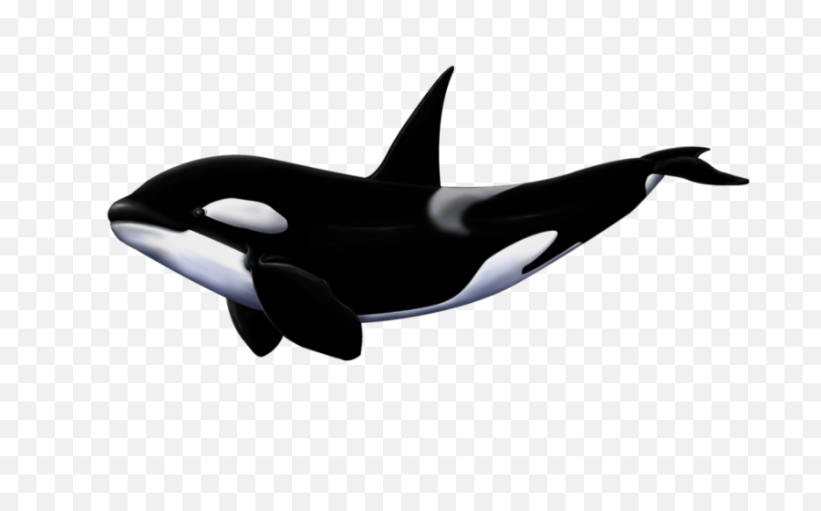 Png Whale - Killer Whale Transparent Background,Whale Transparent Background