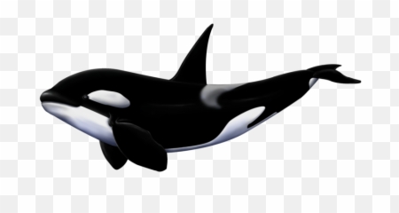 Png Whale - Killer Transparent Background