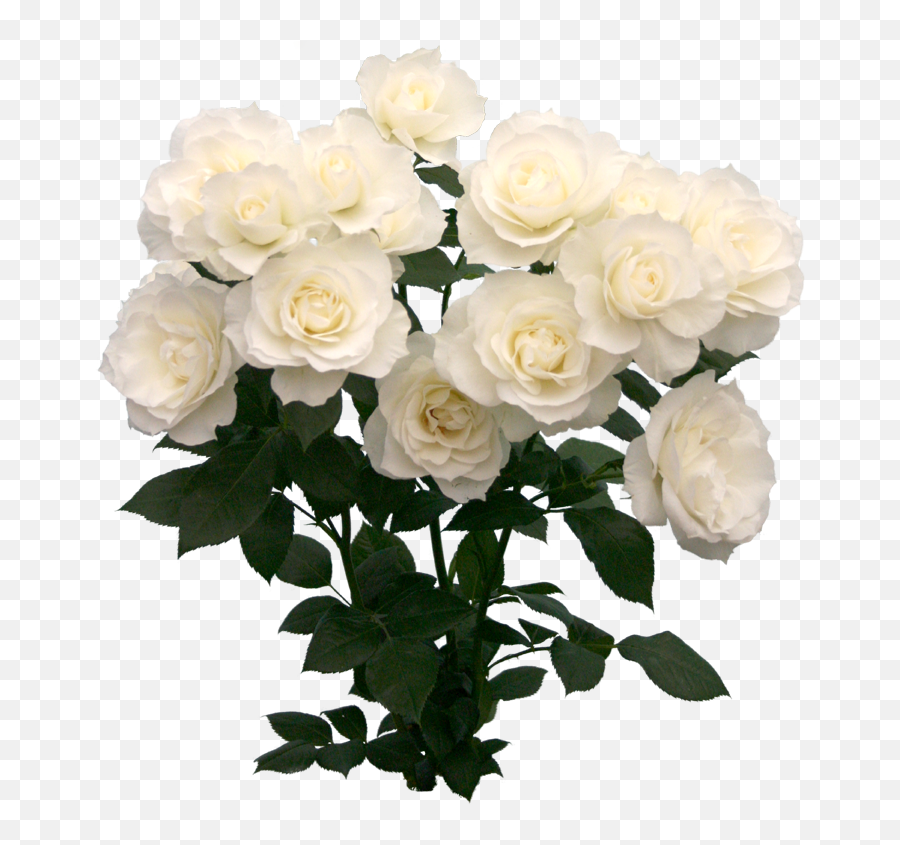 Image About Pretty In Overlays By Justine - White Roses Bouquet Png,White Roses Png