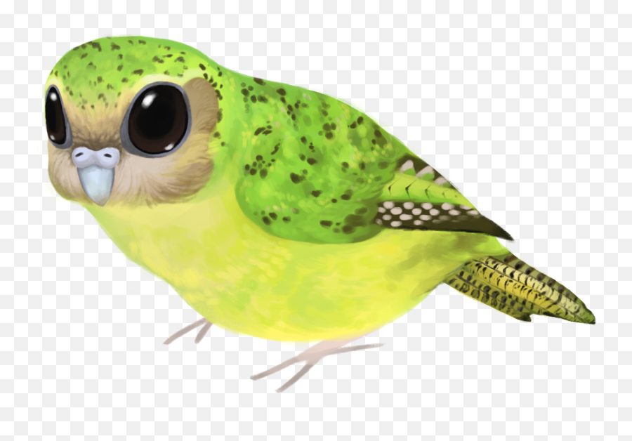 Download Hd Drawn Parakeet Kakapo - Budgie Transparent Png Birds,Parakeet Png