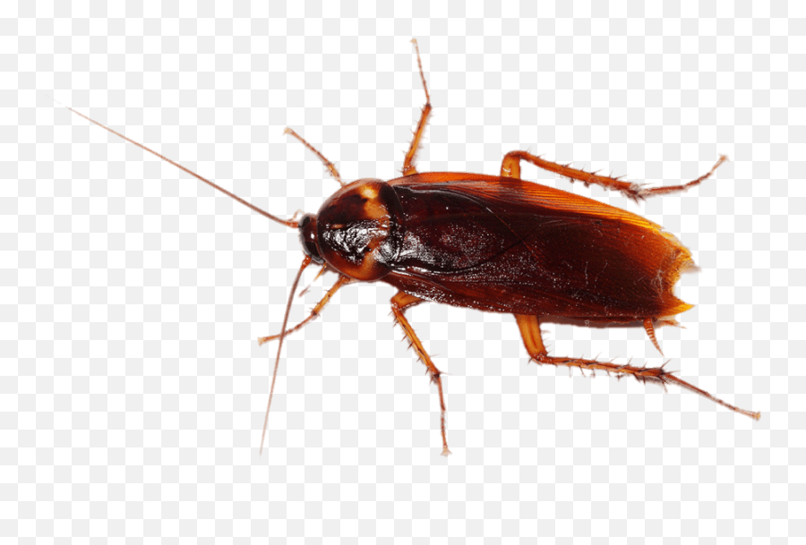 Cockroach Transparent Png - Png Transparent Background Cockroach Png,Cockroach Transparent