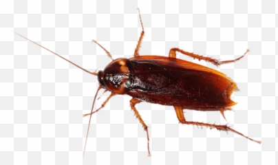 Cockroach Transparent Png - Png Transparent Background Cockroach Png,Cockroach Transparent